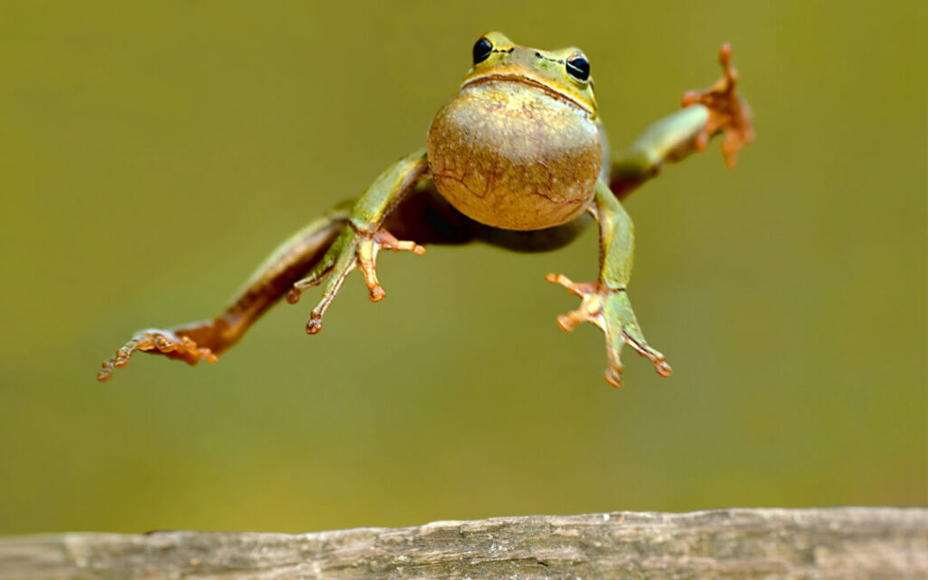 frog jumping